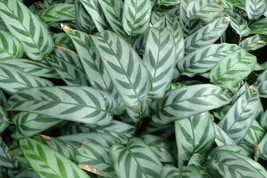 Seeds USA Seller 25 Leopard Calathea Seeds Planting - £8.45 GBP