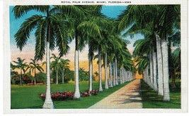 Vintage Royal Palm Avenue Miami Florida Postcard Miami flowers KM3 - £3.91 GBP