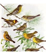Warblers Six Types Varieties Birds Print Fuertes 1917 Color Plate Art DWX7C - €25,72 EUR