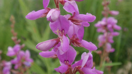 Trefoil Showy Tick Pink Flower 100 Seeds USA Fast Shipping - $12.99