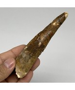 48.1g, 4.6&quot;X1&quot;x 0.7&quot;, Rare Natural Fossils Spinosaurus Tooth from Morocc... - £220.33 GBP
