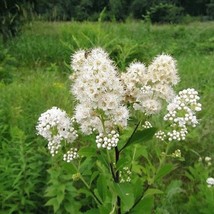 100 White Meadowsweet Spiraea Alba Narrow Leaved Queen Of The Prairie Na... - $279.68 MXN