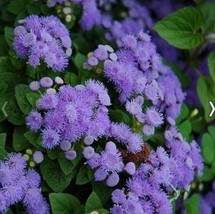 Ageratum Blue Mink Flower Seeds - £4.40 GBP