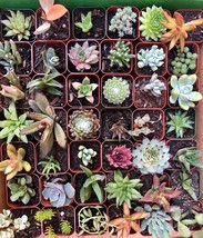 6 or 9 Succulent Plants, Fully Rooted in Planter Pots with Soil - Real Live Pott