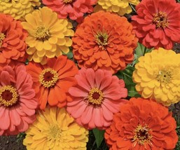 Zinnia Giant Fruity Colours+110 Seeds+Buy 2 Get 1 Free+Return Customer Bonus - £6.10 GBP