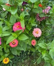 LWSTORE 50 Zinnia Seeds Mix Lilliput Thumbalina Unicorn Queeny Lime And More USP - £6.32 GBP