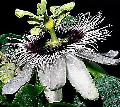 Passiflora edulis 100 seeds - £17.51 GBP