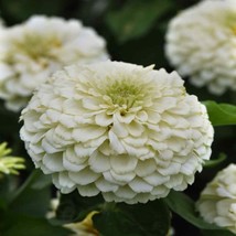 100 Benary Giant White Zinnia Seeds Flower Fresh Seeds - £7.08 GBP