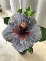 BEST 25 Seeds Easy To Grow Grey &amp; Maroon Hibiscus Flowers Huge Blooms - $10.00