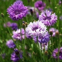 Cornflower / Bachelor Button Mauve Heirloom Flowers Spring 200 Seeds From US - £7.82 GBP