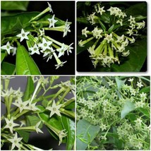 Night Blooming Jasmine Starter Plants Fragrant Flowering Cestrum Nocturnum - £23.61 GBP