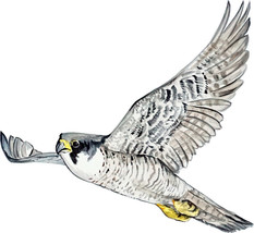 Peregrine Falcon Duck Hawk Flying Bird Vinyl Decal Sticker Auto Boat RV Window - £5.55 GBP+