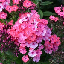 100 Glamour Girl Phlox Seeds Planting Fast US Shipping - $10.96