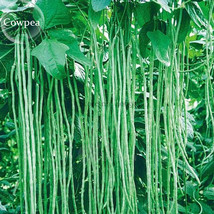 PWO Fresh 40 Inch Super Long Green Cowpea Organic Vegetables, 20 Seeds, Garden P - $1.72