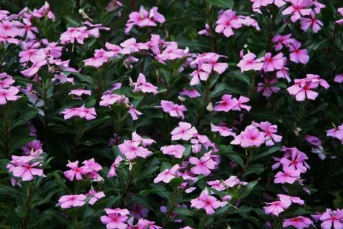 100+ Dwarf Pink Periwinkle Seeds (Vinca Rosea Delicata) Flowers Ground Cover Fre - £6.64 GBP