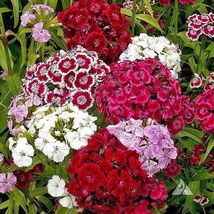 500+ Mixed Colors Sweet William Pinks Seeds Red Pink Flower Dianthus Barbatus - £7.90 GBP