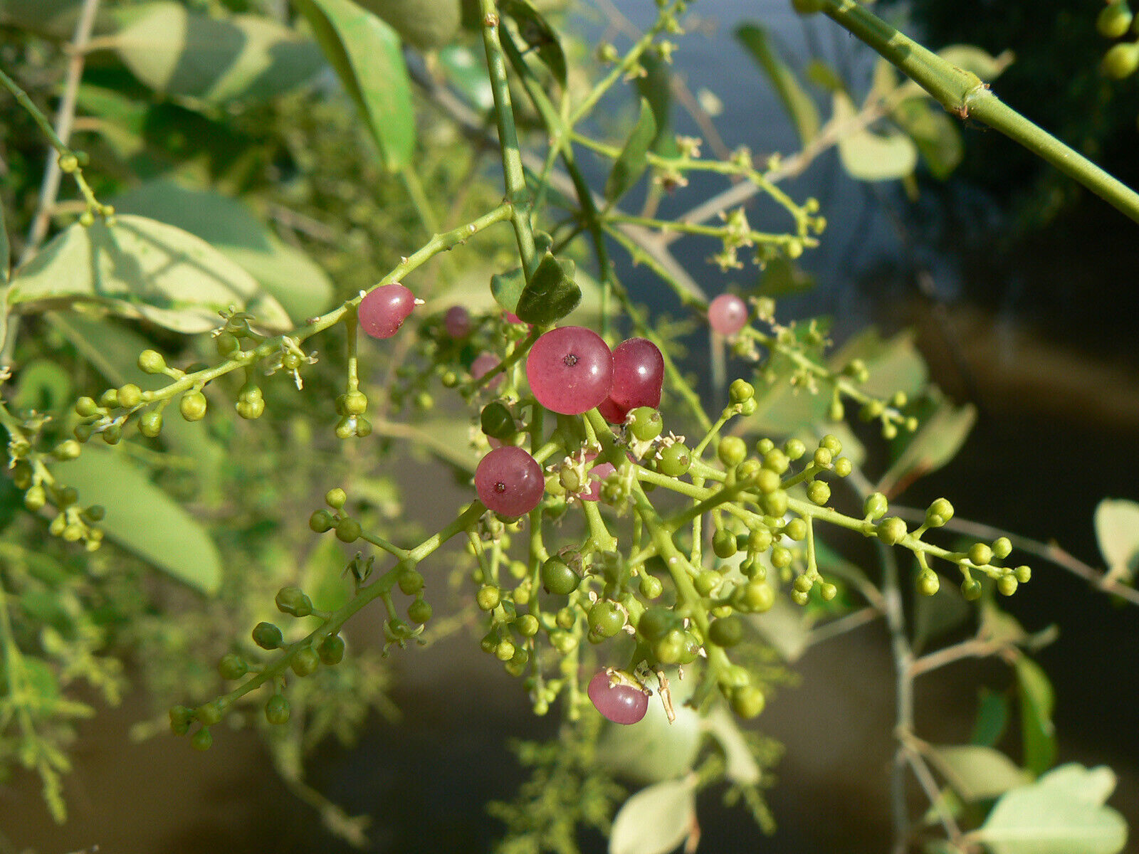 Salvadora Persica Tooth Brush Tree 5 seeds Fresh Gardening - $17.96