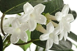 SGHOST Stephanotis Floribunda Madagascar Jasmine 15 Authentic Seeds USA Seller - £6.70 GBP