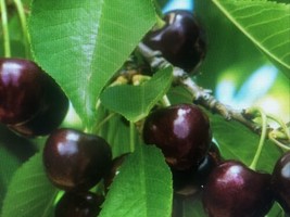 2 Live Plants Wild Black Cherry Tree Seedlings 1-2 Ft Tall Live Edible Fruit - £26.00 GBP