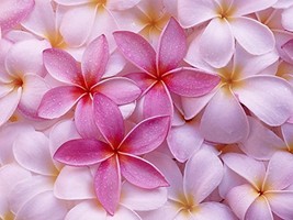 Pink Hawaiian Plumeria Cutting Tropical Houseplant - £155.33 GBP