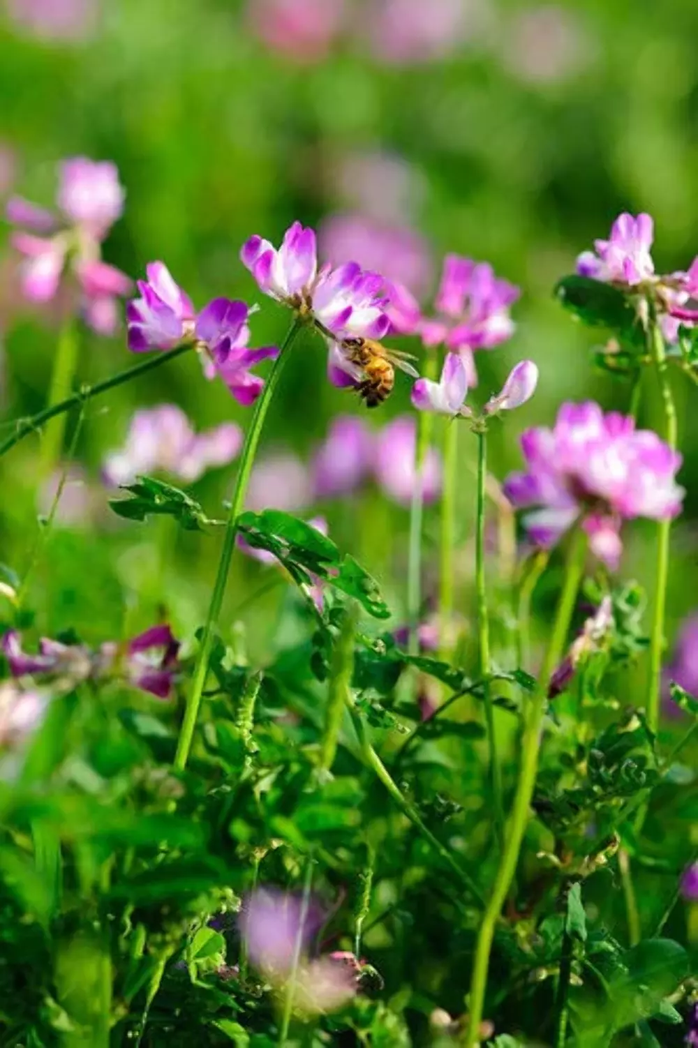 50 Milk Vetch Astragalus Sinicus Pink Purple Flower Ground Cover Legume Seeds Us - £8.46 GBP