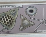 Radiolarians John Player &amp; Sons Vintage Cigarette Card #21 - $2.96