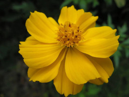 Rafhstore 300 Yellow Sulphur Cosmos Bipinnatus Flower Seeds Us Seeds - £8.41 GBP