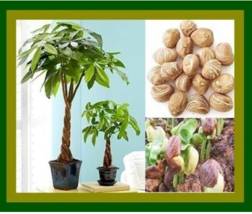 New Fresh Money Tree Pachira Aquatica Malabar Chestnut - $12.36