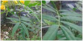 Immune Boost Jamaican Dandelion (Organic) Plant/Seedling (1 X 8&quot;-12&quot;) - NAU1 - £25.05 GBP