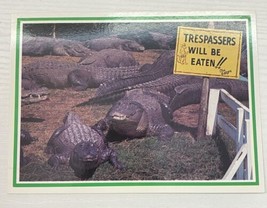 Trespassers will be eaten!! Postcard Gatorland Florida! - £2.32 GBP