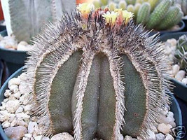 Uebelmania pectinifera, rare cactus cacti seed 10 SEEDS - £7.88 GBP