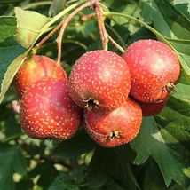 10 Hawthorn Seeds Crataegus Pinnatifida Chinese Hawthorn Tree Tcm Herb Fruit Gar - $22.76