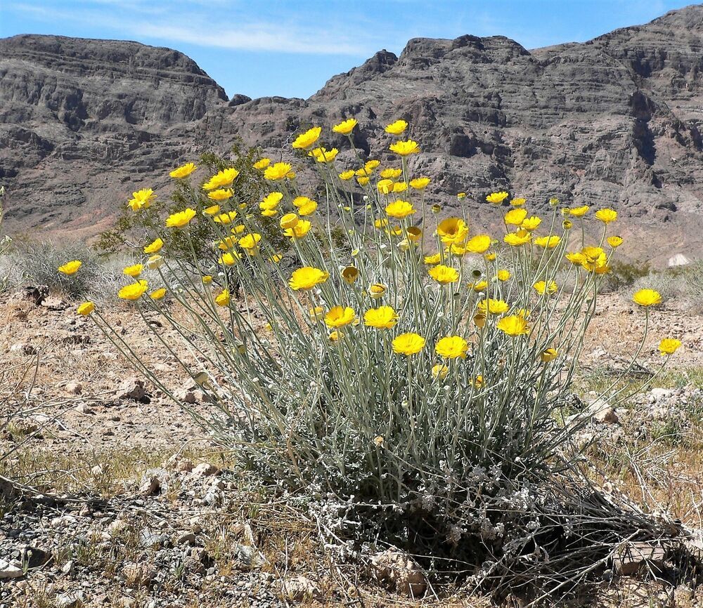 Sale 500 Seeds Yellow Desert Marigold and similar items