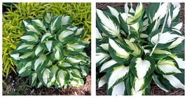 1 Live Potted Plant hosta VULCAN medium white thick easy 2.5&quot; pot - £34.37 GBP