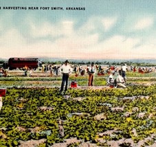 Spinach Harvesting Farm Postcard Fort Smith Arkansas 1943 PCBG11A - £15.77 GBP
