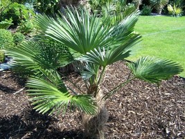 KKG Trachycarpus Wagnerianus Waggie Windmill Hardy Seeds Fresh Garden - $180.63 MXN