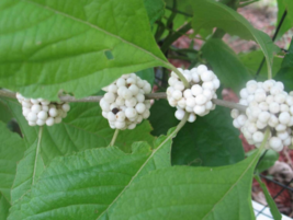 10 Pc Seeds Callicarpa Americana Lactea Plant, Callicarpa Seeds for Planting |RK - £20.14 GBP