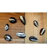 Orthoceras fossil 2-3&quot; polished pendant necklace gemstones rocks minerals - $241.74 MXN