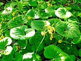 THJAR 20 Giant Leopard Plant Seeds - Farfugium Japonicum Var. Gigiantium - £9.16 GBP