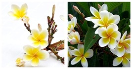 Frangipani Plumeria Rubra Lei Egg Flower Plant 300 Piece Seeds - £19.17 GBP