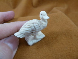 (DUCK-W5) little Duck duckling shed ANTLER figurine Bali detailed carvin... - $55.39