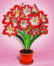 True Amaryllis Bulbs Hippeastrum Flowers Bulbs Seed Plants Barbados Lily Potted  - £8.99 GBP