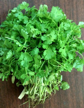Cilantro Santo Coriander 100 Seeds Heirloom Culinary &amp; Medicinal Herb Fresh - £10.38 GBP