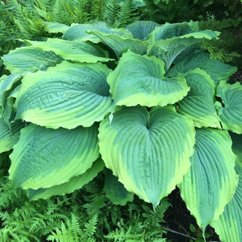 Hosta Spartacus Well Rooted 5.25 Inch Pot Perennial Plant Hosta Shade - $36.39