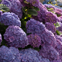 20+ Mixed 9 Types of Hydrangra perennial garden wedding party flower pla... - $9.89