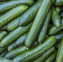 50 TENDERGREEN BURPLESS CUCUMBER SEEDS Vegetable GARDEN pickling - £3.98 GBP