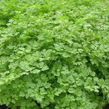 Guashi Store Chervil French Parsley Herb Spice 35 Seeds - $8.99