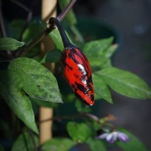 Rare Black Scorpion Tongue Pepper Seeds (5) - Hot Exotic Heirloom Variety, Perfe - £5.50 GBP