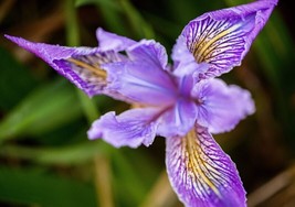GIB 20 Blue &amp; Purple Oregon Iris ToughLeaf Iris Iris Tenax Flower Seeds - £14.23 GBP