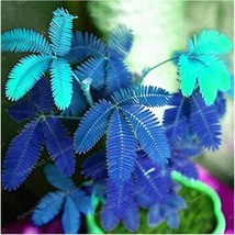 30 Pcs Mimosa Seeds Fresh Seeds - £5.12 GBP